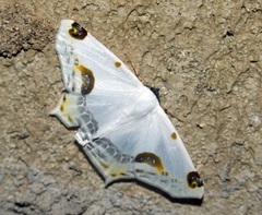 Sericoptera