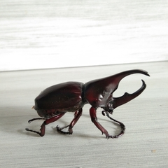 Xylotrupes gideon gideon