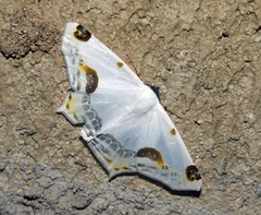 Sericoptera