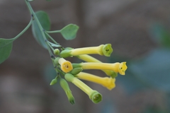 Nicotiana glauca