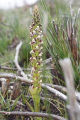 Disa obtusa