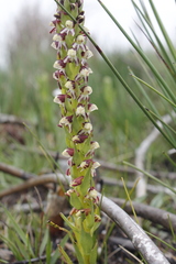 Disa obtusa