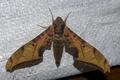 Protambulyx eurycles