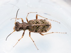 Neocicindela