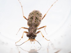 Neocicindela