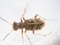 Neocicindela