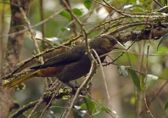 Psarocolius atrovirens