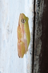 Hyperolius kivuensis