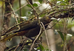 Psarocolius atrovirens