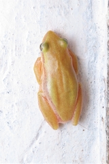 Hyperolius kivuensis