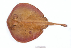 Urolophus sufflavus