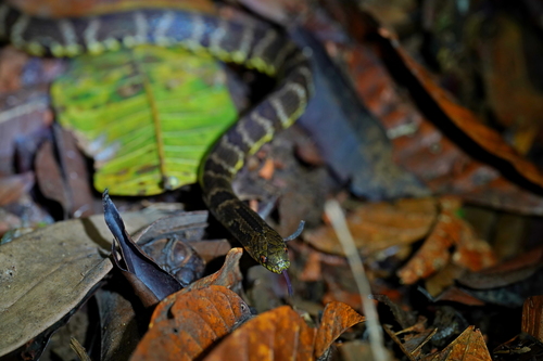 Big Ground Snake, Atractus major