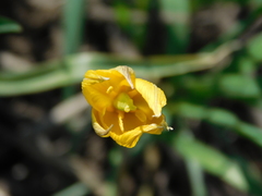 Tulipa sylvestris biebersteiniana