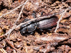 Mecodema costellum