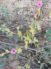 Sphaeralcea mendocina