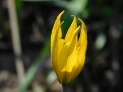 Tulipa sylvestris biebersteiniana