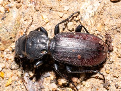 Mecodema costellum