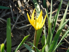 Tulipa sylvestris biebersteiniana