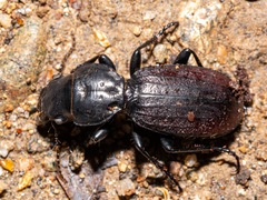 Mecodema costellum