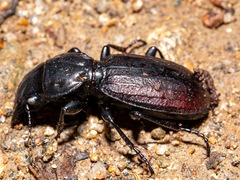Mecodema costellum