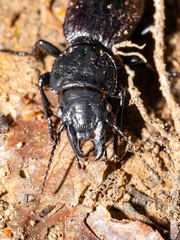 Mecodema costellum