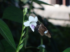 Notocrypta paralysos