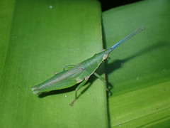 Tagasta marginella