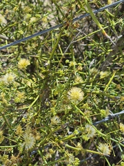 Prosopidastrum globosum