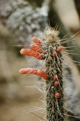 Cleistocactus baumannii