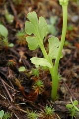 Botrychium minganense