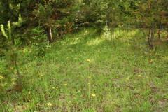 Botrychium minganense