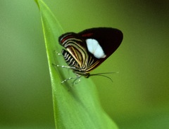 Erateinini