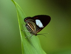 Erateinini