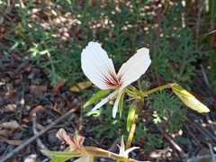 Pelargonium longicaule