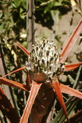 Bromelia serra