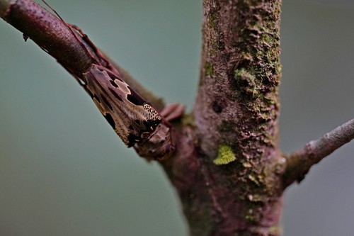 Oreodera neglecta