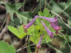 Corydalis ternata