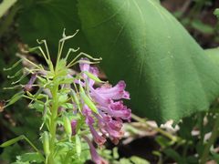 Corydalis ternata