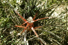 Bromelia serra