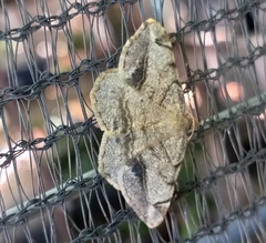 Chiasmia brongusaria