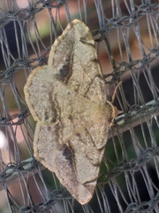 Chiasmia brongusaria