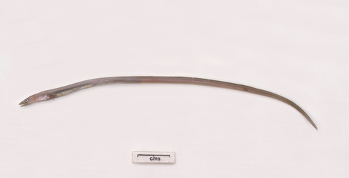 Sailfin worm eel (Echelus uropterus) — Ophichthidae — 2