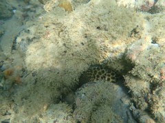 Epinephelus quoyanus