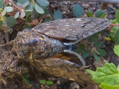 Platypleura capensis