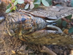 Platypleura capensis