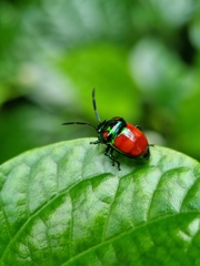 Chrysocoris eques