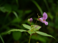 Impatiens sulcata