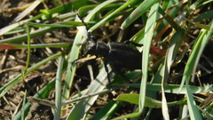 Dorcadion carinatum
