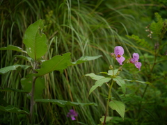 Impatiens sulcata