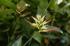 Heliconia hirsuta